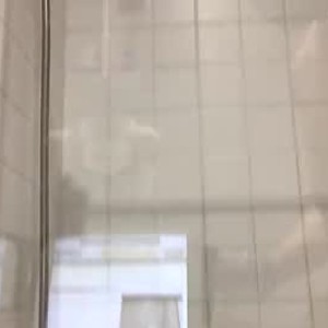 mirlo_40