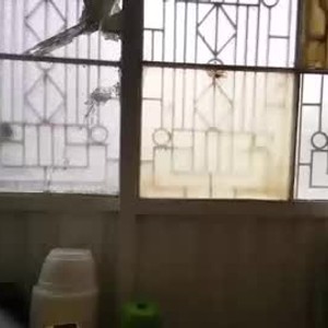 watchgirlcam.com sofi4145 livesex profile in bum-die-for cams