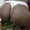 black_ass from stripchat