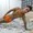 tayson_fitness from stripchat